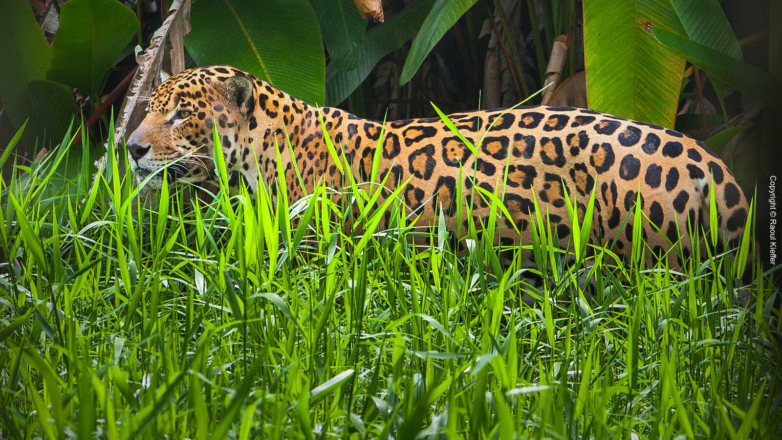 Französisch-Guayana Zoo